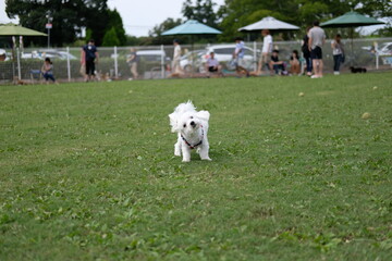 Maltese, マルチーズ