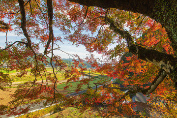 もみじ　紅葉　秋