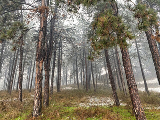 Obraz premium forest in autumn