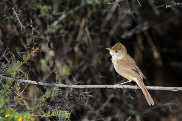 Diksnavelkarekiet, Thick-billed Warbler, Arundinax aedon aedon