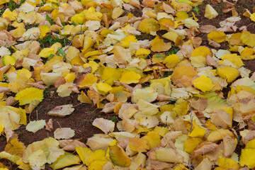 Autumn leaves on the earth in forest.