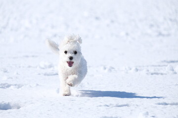 Maltese, マルチーズ