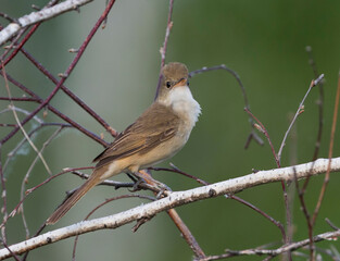 Diksnavelkarekiet, Thick-billed Warbler, Arundinax aedon aedon