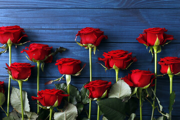 Fototapeta na wymiar Composition of red roses on a blue wooden background, Valentine's Day. Space for text.