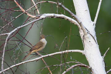Diksnavelkarekiet, Thick-billed Warbler, Arundinax aedon aedon