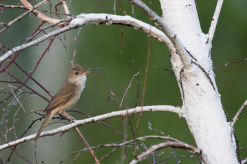 Diksnavelkarekiet, Thick-billed Warbler, Arundinax aedon aedon