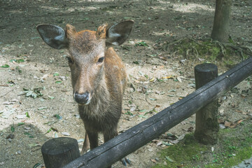 【奈良公園】奈良