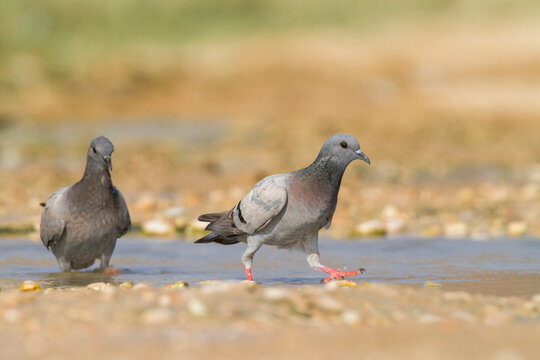 Rotsduif, Rock Dove, Columa livia palaestinae