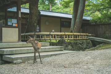 【奈良公園】奈良