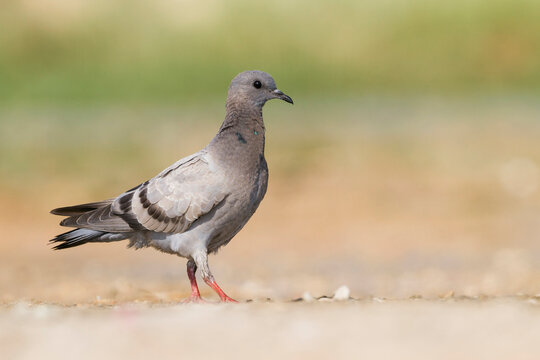 Rotsduif, Rock Dove, Columa livia palaestinae