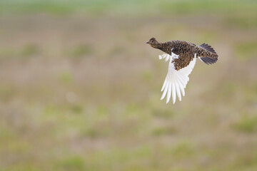 Icelandic Rock Ptarmigan, Lagopus muta islandorum