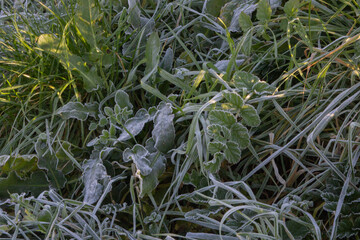 Hoar frost on Green leaves,green field covered with hoarfrost. Beautiful natural background with frost on the grass.Frozen flower. 
Plants in winter frost.Cold weather.Frost texture.Close-up.Macro.