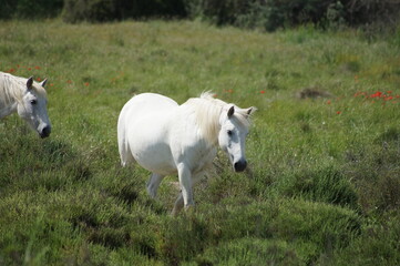 Obraz premium Wild horses.