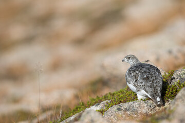 Scottish Rock Ptarmigan, Lagopus muta millaisi
