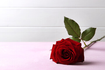 Red rose on textured background