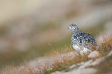 Scottish Rock Ptarmigan, Lagopus muta millaisi