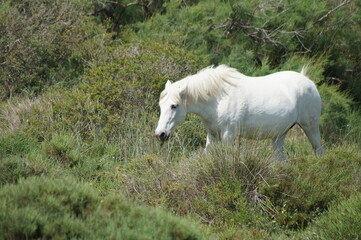 Wild horses.