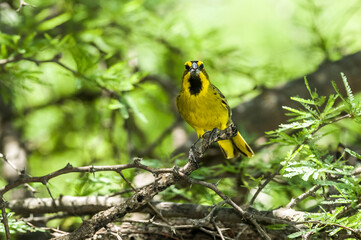 Yellow Cardinal, Gubernatrix cristata, Endangered species in La Pampa, Argentina