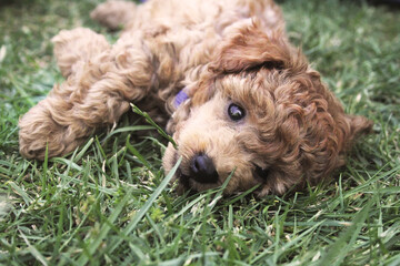 Fototapeta premium puppy playing in grass