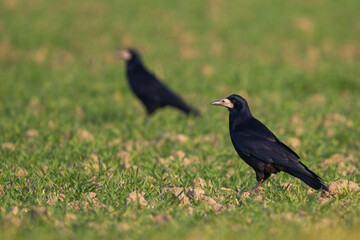 Roek, Rook, Corvus frugilegus