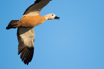 Casarca, Ruddy Shelduck, Tadorna ferruginea