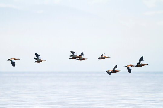 Casarca, Ruddy Shelduck ,Tadorna ferruginea