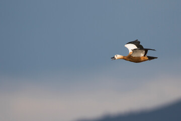 Casarca, Ruddy Shelduck, Tadorna ferruginea
