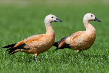 Casarca, Ruddy Shelduck, Tadorna ferruginea