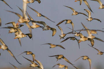 Kemphaan, Ruff, Philomachus pugnax