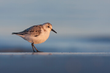 Drieteenstrandloper, Sanderling, Calidris alba