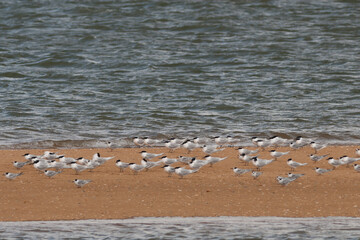 Sandwich Tern, Grote Stern, Sterna sandvicensis