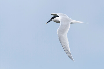 Sandwich Tern, Grote Stern, Sterna sandvicensis