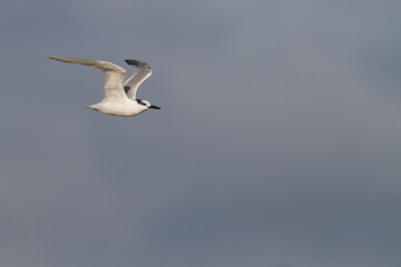 Grote Stern, Sandwich Tern, Sterna sandvicensis
