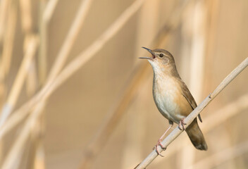 Snor, Savi's Warbler, Locustella luscinoides