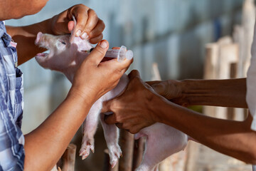 Newborn piglets are vaccinated with a syringe on the nape.
