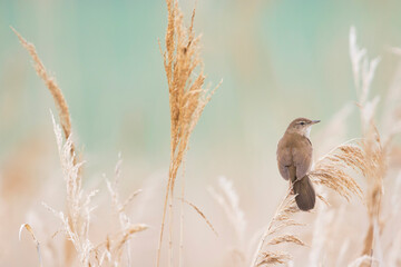 Snor, Savi's Warbler, Locustella luscinioides