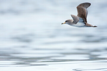 Scopoli's Pijlstormvogel, Scopoli's Shearwater, Calonectris diomedea