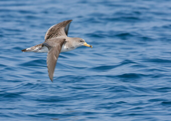 Scopoli's Pijlstormvogel, Scopoli's Shearwater, Calonectris diomedea