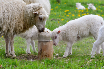 Die Ostpreußische Skudde mit Lamm	