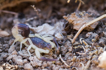 Scorpion species, Oman