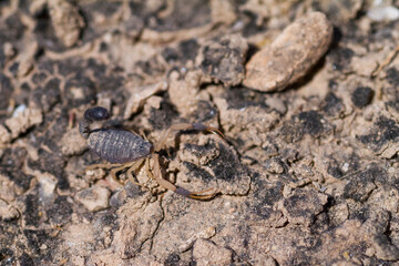 Scorpion species, Oman