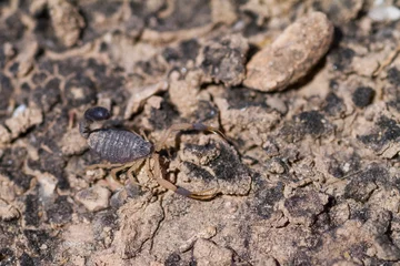 Fotobehang Scorpion species, Oman © AGAMI