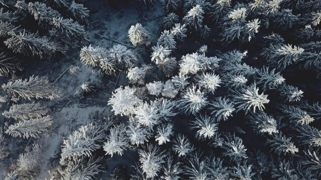 Top down snow conifer forest at mountain aerial. Winter nobody nature landscape. Snowy spruce trees at frost. Mountaineering lifestyle. Wild natural beauty. Carpathian mount, Bukovel, Ukraine, Europe