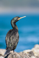 Mediterrane Kuifaalscholver, Mediterranean Shag, Phalacrocorax aristotelis desmarestii