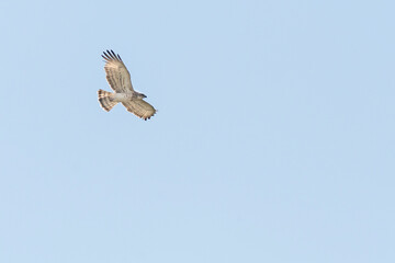 Slangenarend, Short-toed Eagle, Circaetus gallicus