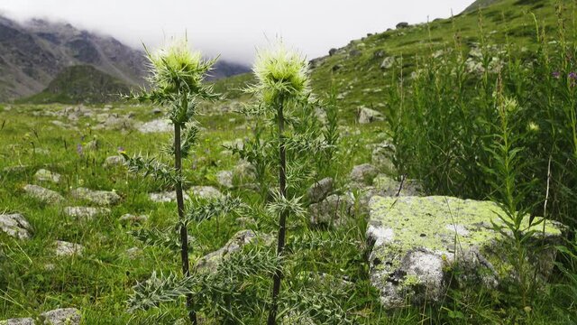 Acanthus bristlethistle (Carduus acanthoides) on dry upland meadows of vicinity of Mt. Elbrus, Caucasus. Lots of insects flying around. 2500 m A.S.L
