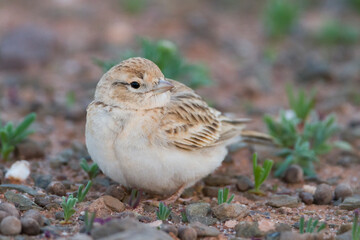 Kortteenleeuwerik, Short-toed Lark, Calandrella brachydactyla rubiginosa