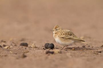 Kortteenleeuwerik, Short-toed Lark, Calandrella brachydactyla rubiginosa