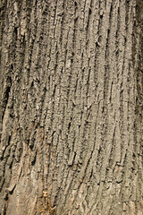 corteccia