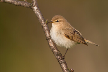 Siberische Tjiftjaf, Siberian Chiffchaff, Phylloscopus (collybita) tristis